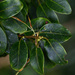 Longstalk Holly - Photo (c) 艸目伊, some rights reserved (CC BY-NC), uploaded by 艸目伊