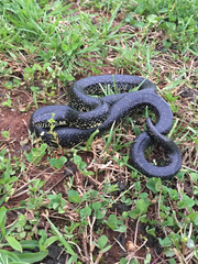 Lampropeltis nigra