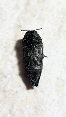 Ocypetes crassicollis