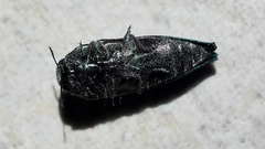Ocypetes crassicollis