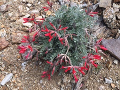 Astragalus coccineus
