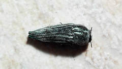 Ocypetes crassicollis