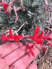 Astragalus coccineus
