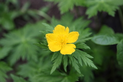 Trollius ranunculinus