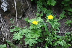 Trollius ranunculinus