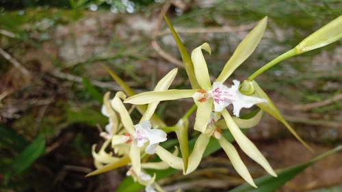 Image of Miltonia flavescens by (c) Patrícia Mees, some rights reserved (CC BY)