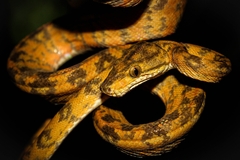 Amazon Tree Boa photo 1