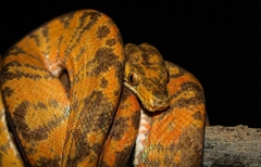Amazon Tree Boa photo 2