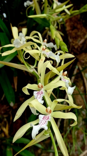 Image of Miltonia flavescens by (c) Patrícia Mees, some rights reserved (CC BY)