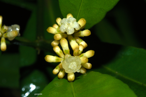 Margaritopsis chaenotricha
