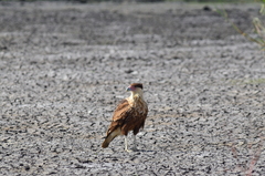 Caracara plancus