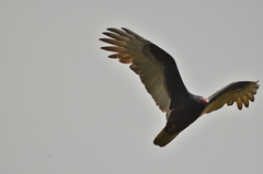 Cathartes aura