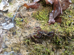 Vaejovis carolinianus