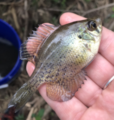 Centrarchus macropterus