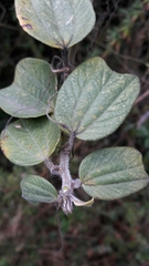Passiflora bogotensis
