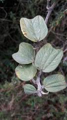 Passiflora bogotensis