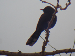 Cercotrichas podobe