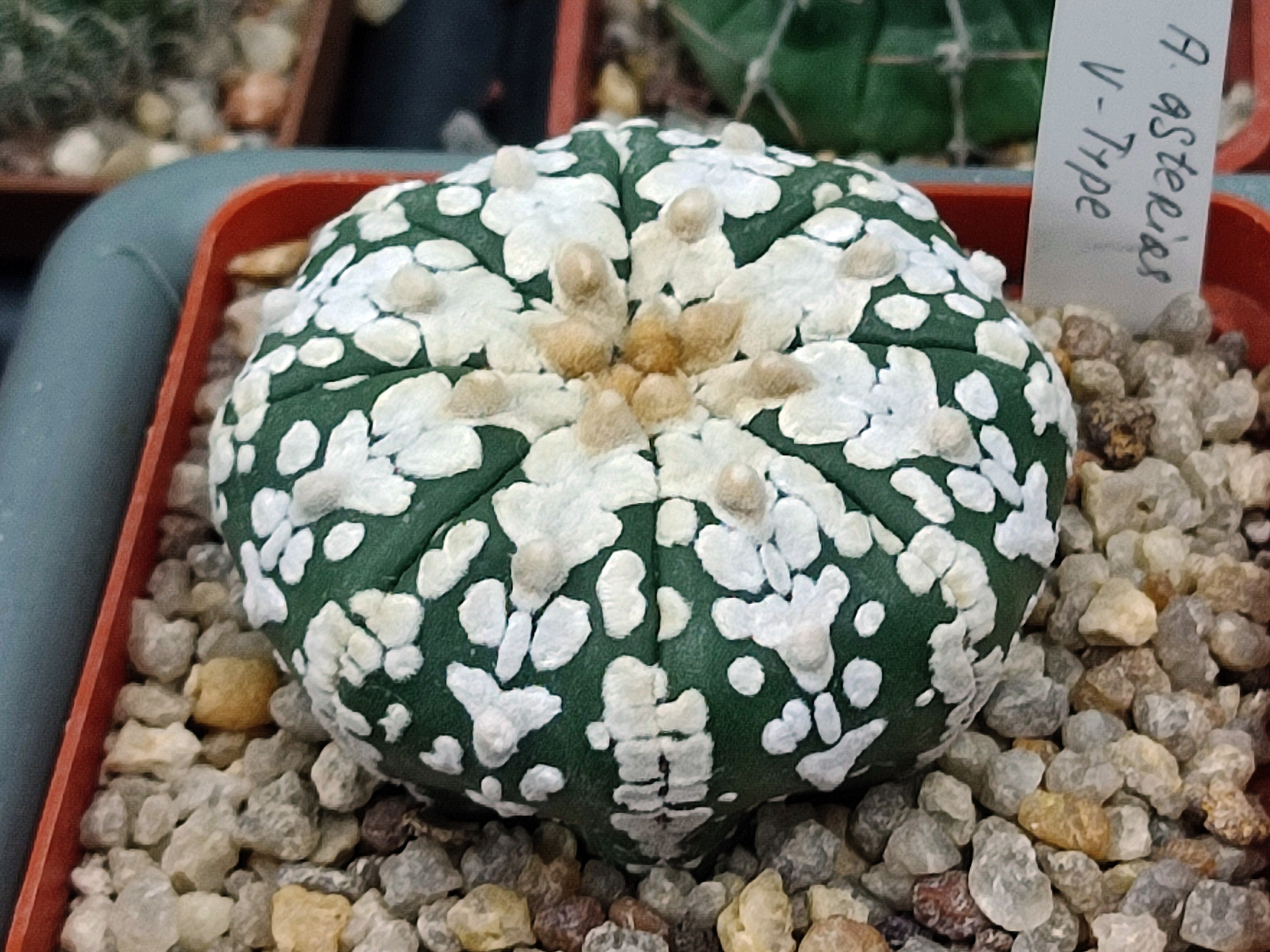 sand dollar cactus, sea urchin cactus, seeigelkaktus, star cactus