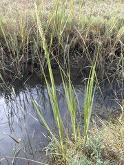 Spartina alterniflora