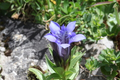 Gentiana septemfida