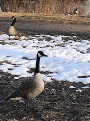 Branta canadensis