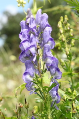 Aconitum nasutum