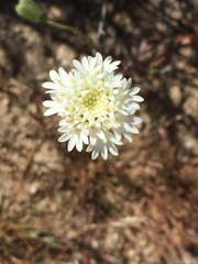 Chaenactis fremontii