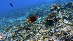 Neoglyphidodon nigroris