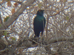 Lamprotornis chalybaeus