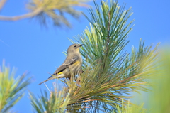Setophaga coronata