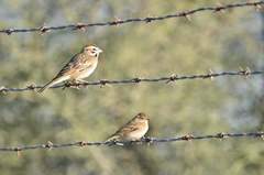 Chondestes grammacus