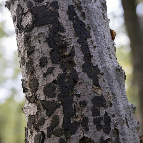 peniazovček početný (Biscogniauxia nummularia)