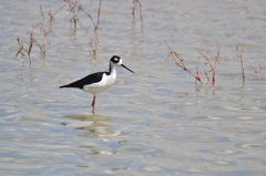 Himantopus mexicanus