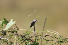 Trochilidae