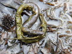 Amphiuma tridactylum