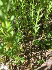 Linaceae