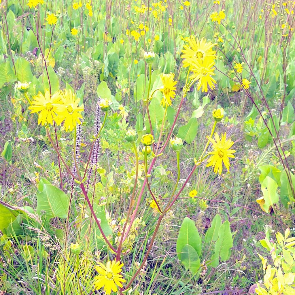 prairie dock from Remington Park, Windsor, ON, Canada on September 2