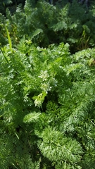 Scandix pecten-veneris