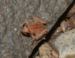 Diasporus