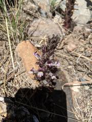 Aphyllon cooperi palmeri