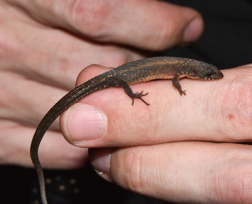 Northern Spectacled Lizard, Loxopholis southi