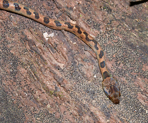 Leptodeira rhombifera