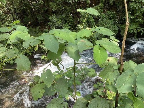 Piper auritum - Whole tree