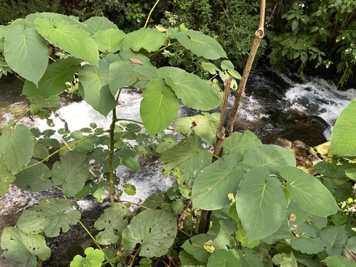 Piper auritum - Leaves