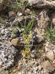 Synchytrium myosotidis