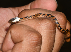 Leptodeira rhombifera