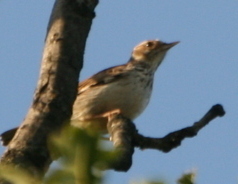 Lullula arborea