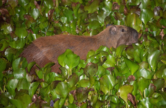 Hydrochoerus isthmius