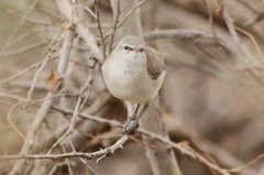 Eremomela icteropygialis