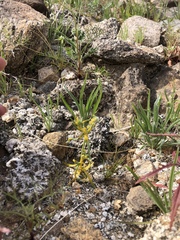 Synchytrium myosotidis